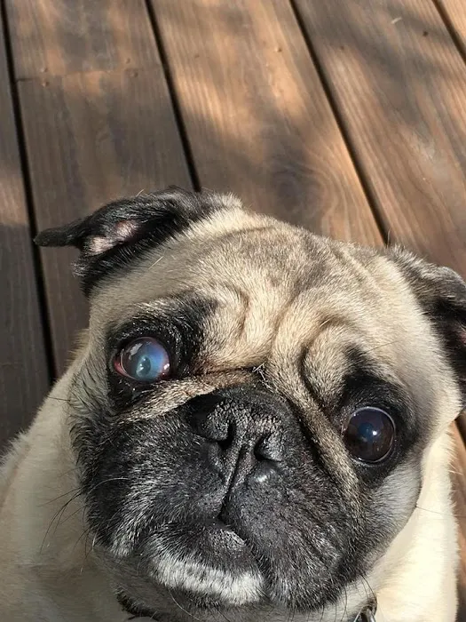 Eye Care for Animals - Phoenix Picture 6