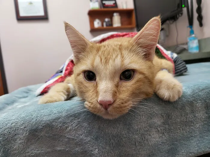 Oasis Animal Hospital Picture 1