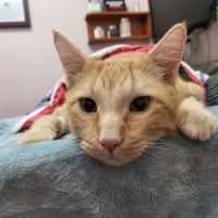 Oasis Animal Hospital ico