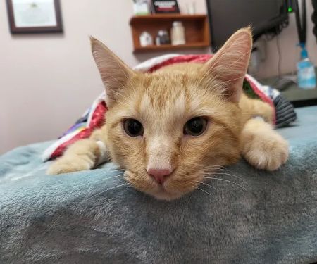 Oasis Animal Hospital