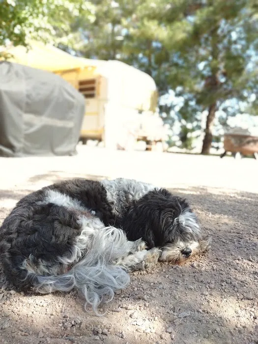 Anasazi Animal Clinic Picture 2