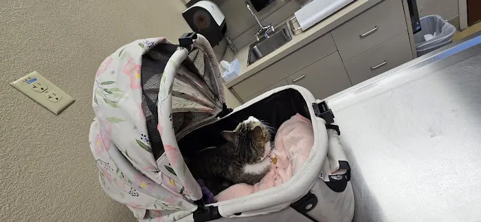 Desert Veterinary Medical Specialists Picture 7