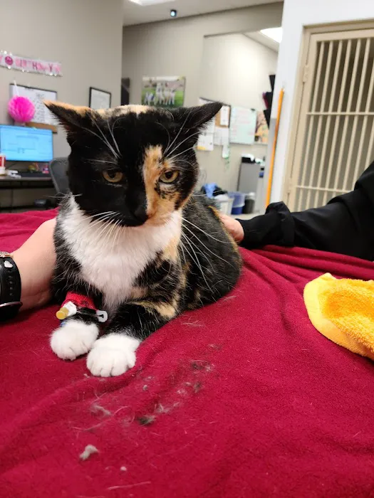 Desert Veterinary Medical Specialists Picture 8