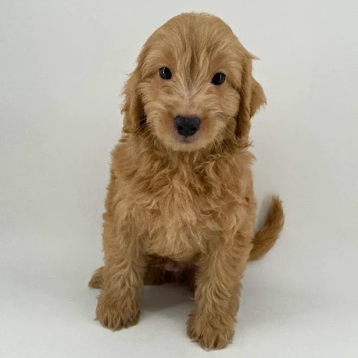 Puppyland Chandler Picture 10