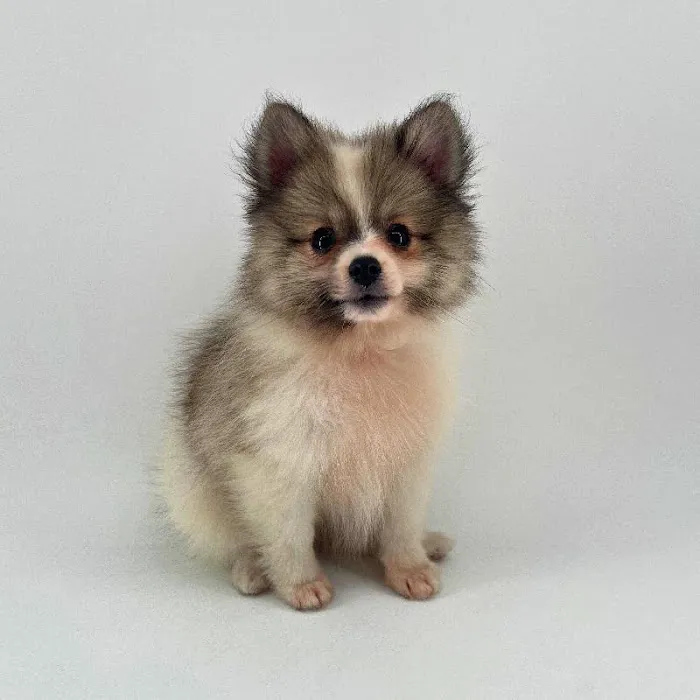Puppyland Chandler Picture 7