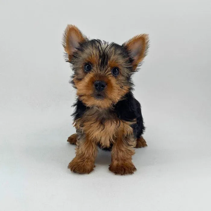Puppyland Chandler Picture 5