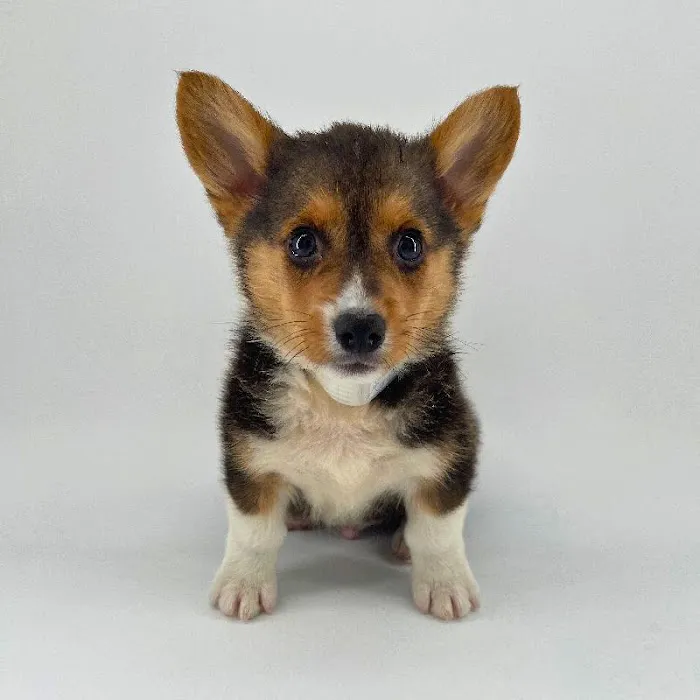 Puppyland Chandler Picture 4