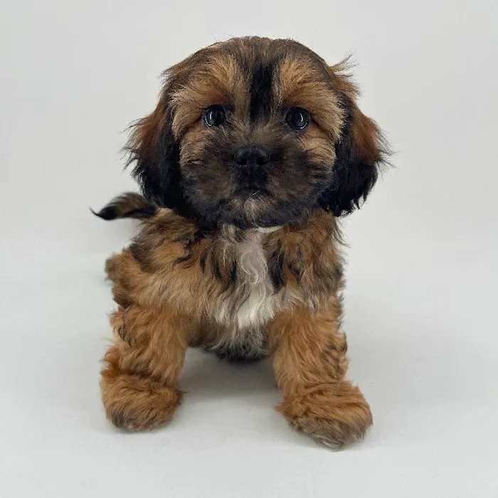 Puppyland Chandler Picture 6