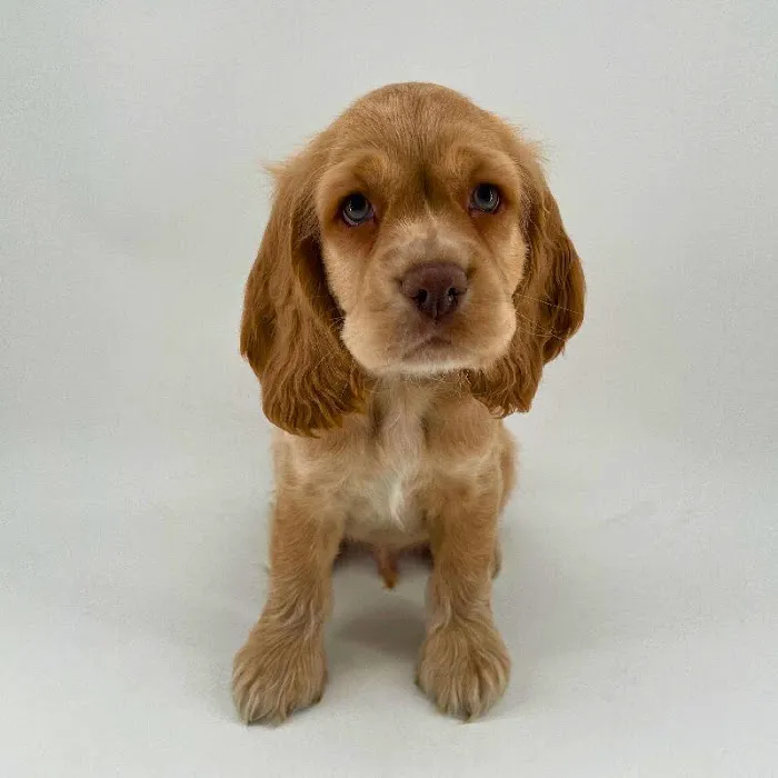 Puppyland Chandler Picture 2