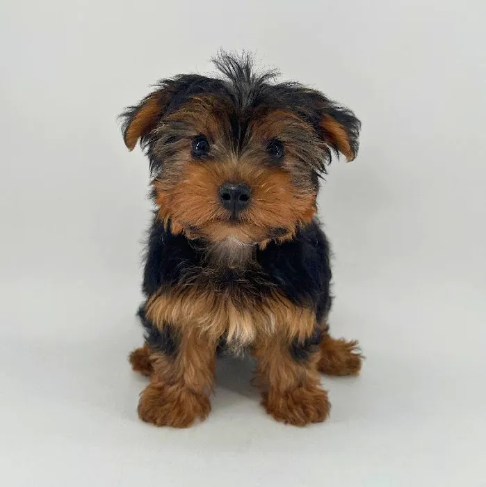 Puppyland Chandler Picture 8
