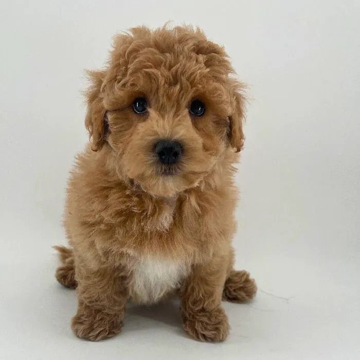 Puppyland Chandler Picture 1