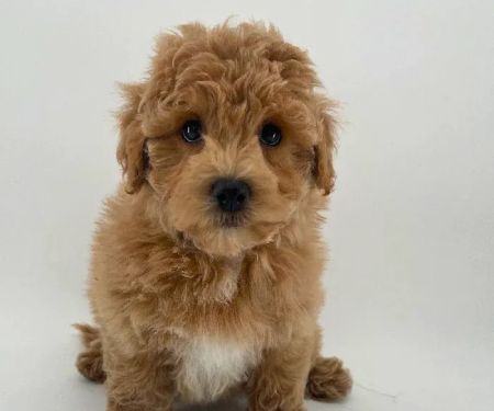 Puppyland Chandler