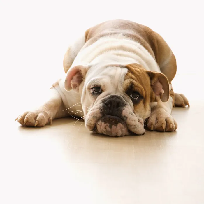 Prestige Animal Clinic Picture 8
