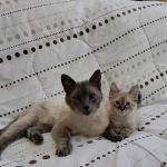 Prestige Animal Clinic