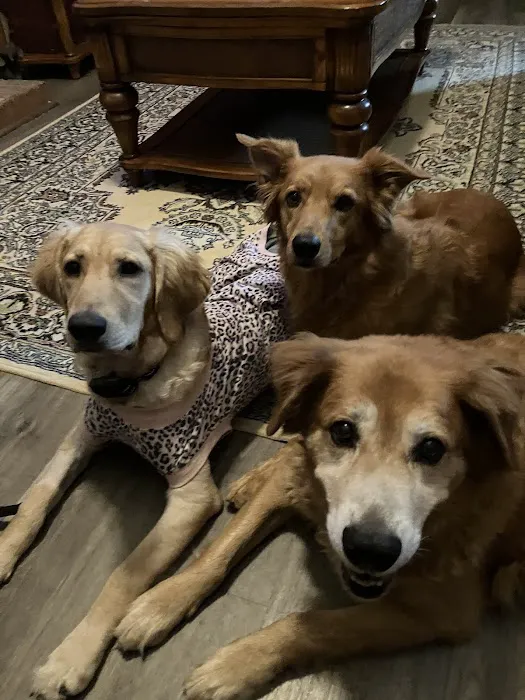 Brookview Animal Wellness Veterinary Hospital & Spay/Neuter Clinic Picture 4