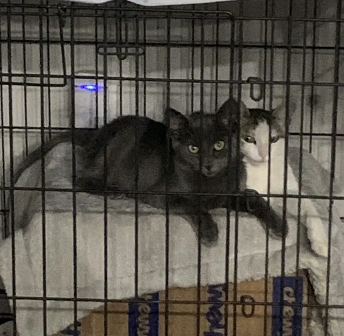 Brookview Animal Wellness Veterinary Hospital & Spay/Neuter Clinic Picture 5