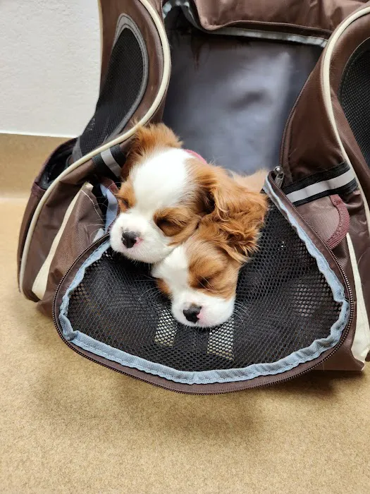 Eye Care for Animals - Gilbert Picture 3