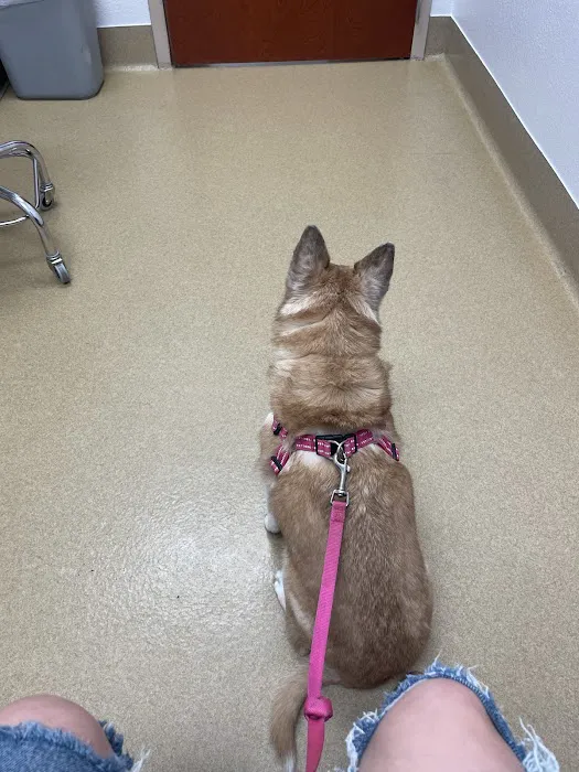 Eye Care for Animals - Gilbert Picture 9