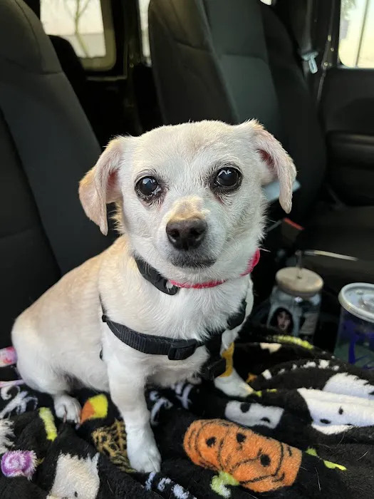 Arizona Veterinary Dental Specialists - Gilbert Picture 6