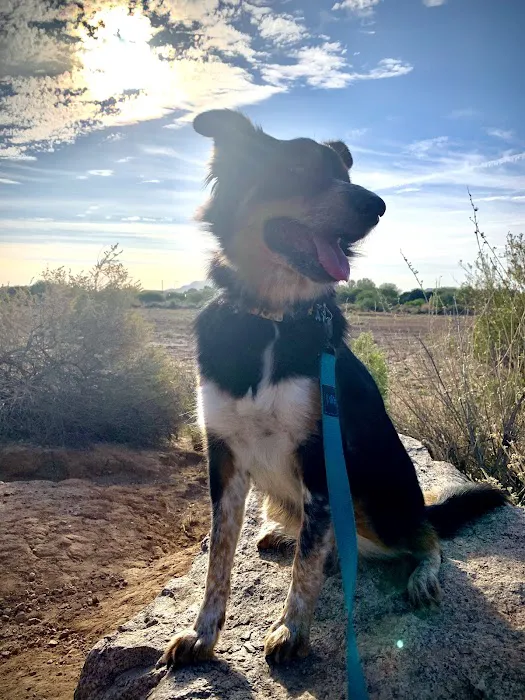 Arizona Veterinary Dental Specialists - Gilbert Picture 4