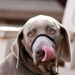 Arizona Veterinary Dental Specialists - Gilbert