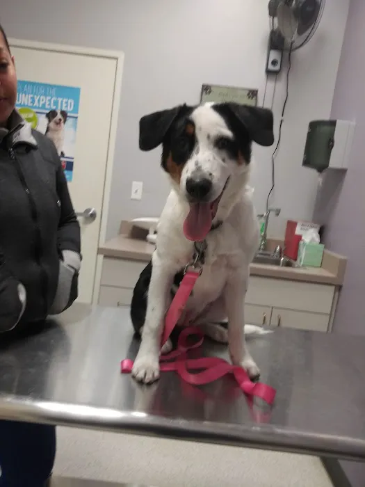 Homeward Bound Spay Neuter Hospital Picture 2