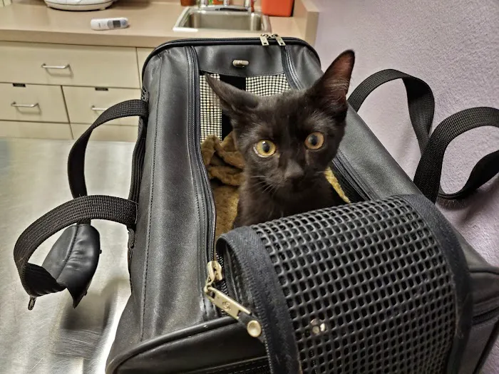 Homeward Bound Spay Neuter Hospital Picture 10