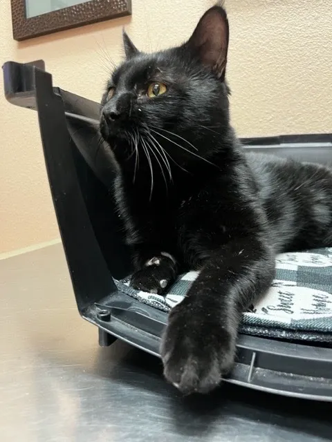 Homeward Bound Spay Neuter Hospital Picture 1