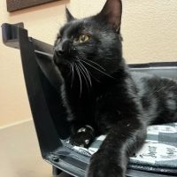 Homeward Bound Spay Neuter Hospital ico