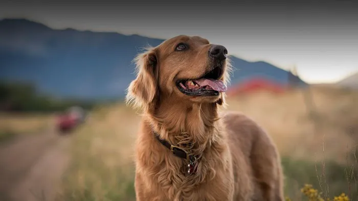 Cochise Animal Hospital Picture 7