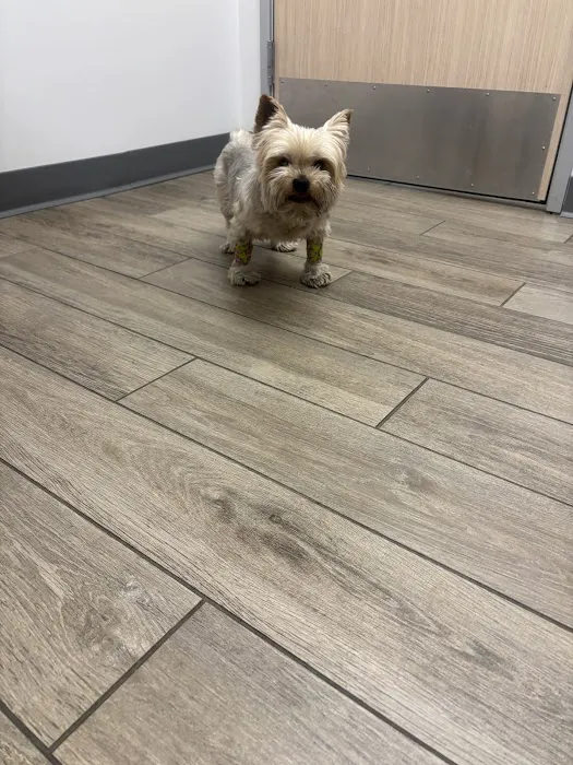 Cochise Animal Hospital Picture 10