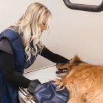 Cochise Animal Hospital