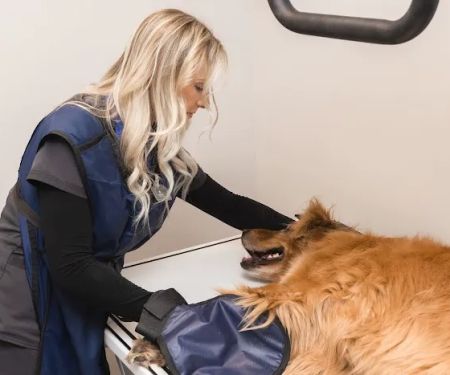 Cochise Animal Hospital