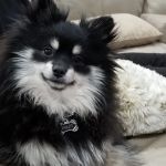 Noe's Ark Animal Hospital