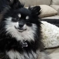 Noe's Ark Animal Hospital ico