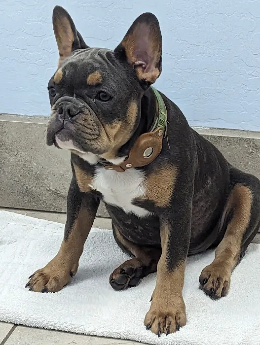 Noe's Ark Animal Hospital Picture 10