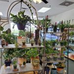 The Chlorophyll Corner - Mesa, AZ