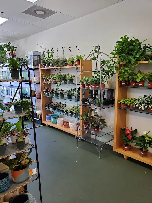 The Chlorophyll Corner - Mesa, AZ Picture 3