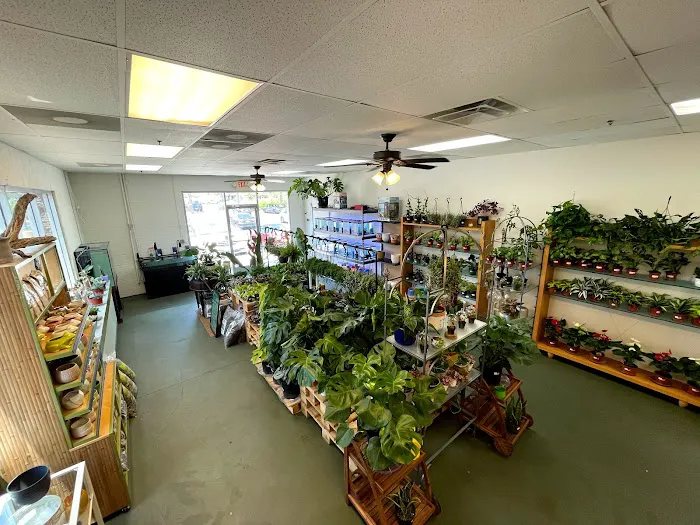 The Chlorophyll Corner - Mesa, AZ Picture 8