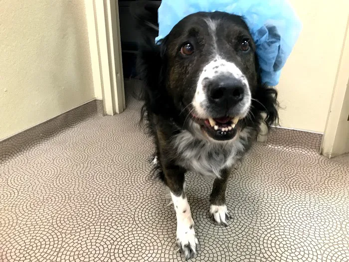 Bark Avenue Animal Hospital Picture 8