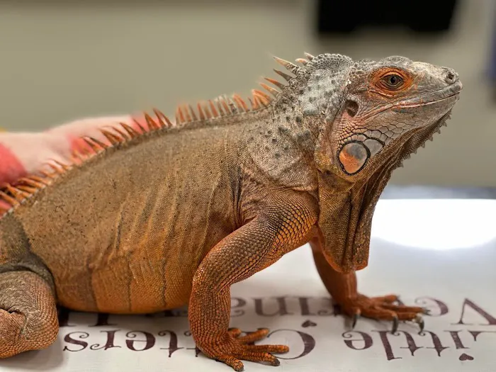 Little Critters Veterinary Hospital Picture 6