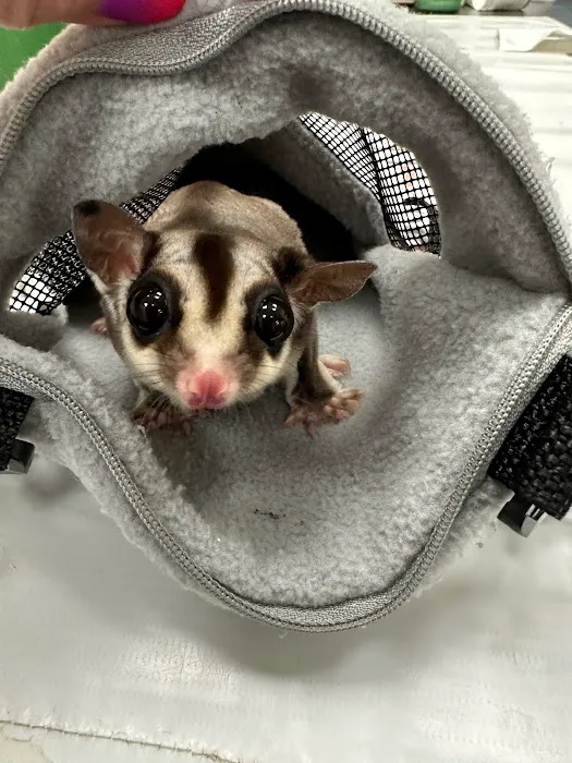 Little Critters Veterinary Hospital Picture 8