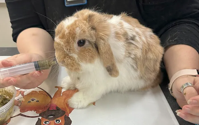 Little Critters Veterinary Hospital Picture 10