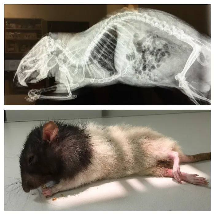 Little Critters Veterinary Hospital Picture 5