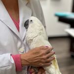 Little Critters Veterinary Hospital