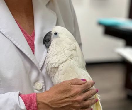 Little Critters Veterinary Hospital