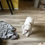 Pet Smiles General Veterinary Dentistry