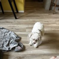 Pet Smiles General Veterinary Dentistry ico