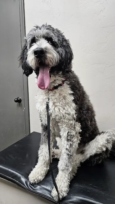 East Valley Animal Hospital Picture 6