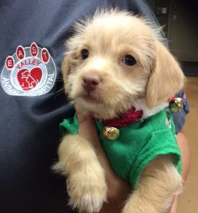 East Valley Animal Hospital Picture 1